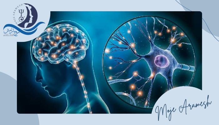 چگونه می‌توان انعطاف پذیری عصبی را تقویت کرد؟